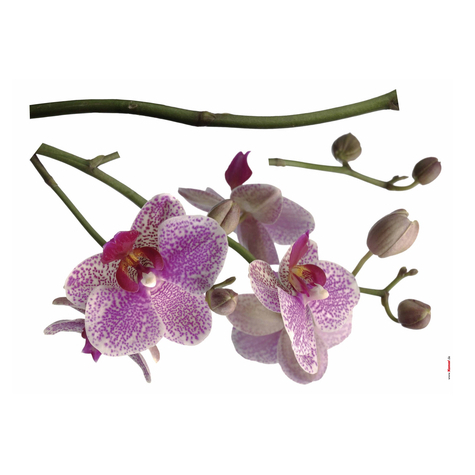 Татуировка за стена - Орхидея - размер 100 x 70 cm