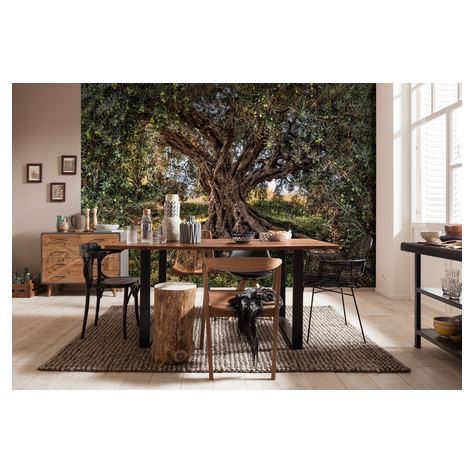 Paper Wallpaper - Olive Tree - Размер 368 x 254 cm