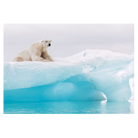 Paper Wallpaper - Arctic Polar Bear - Размер 368 x 254 cm