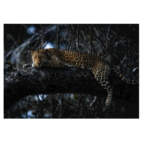 Non-Woven Wallpaper - Panthera - Size 400 X 280 Cm