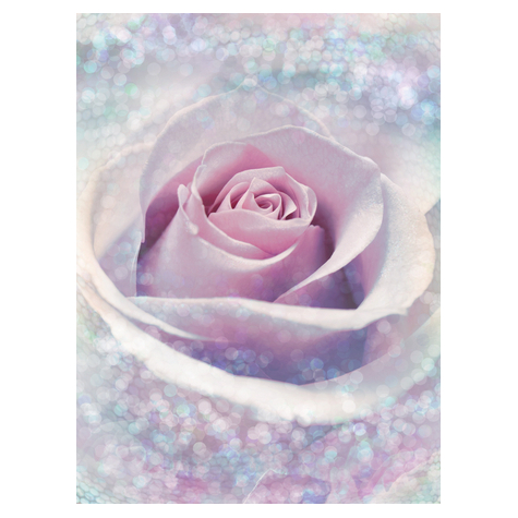 Нетъкани тапети - Деликатна роза - размер 200 x 260 cm