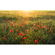 Нетъкани тапети - Poppy World - размер 450 x 280 cm